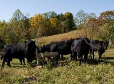 Black cattle