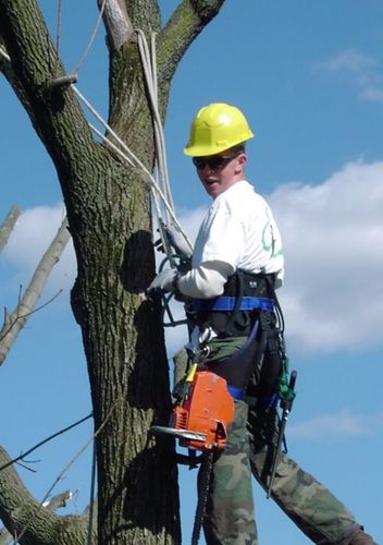 Arborist in a tree while wearing proper PPE, including a safety hat, safety glasses, and has properly secured the hand and chain saws.