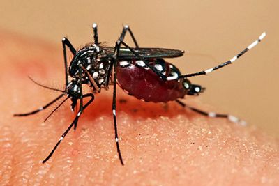 mosquitoe sucking blood from human skin