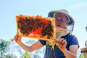 Matthew Byrd inspects his bees looking for the queen bee