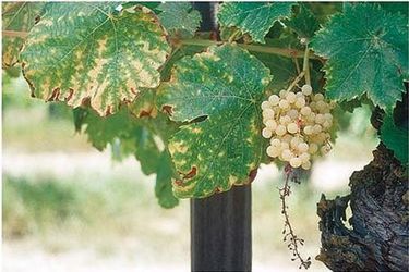 A boron-deficient Thompson Seedless cluster