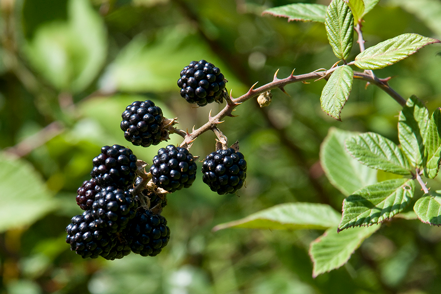 a bunch of blackberries hanging from the thorny stem