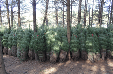 a group of small harvested trees standing upright