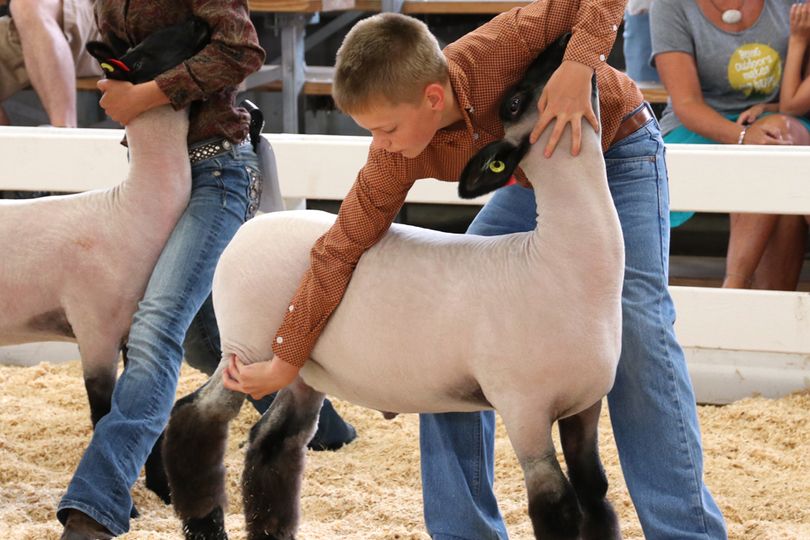 A young boy positions his sheep in the show arena.