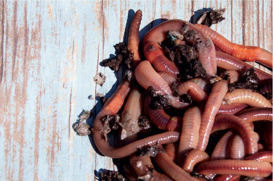 A mess of earth worms on a table.