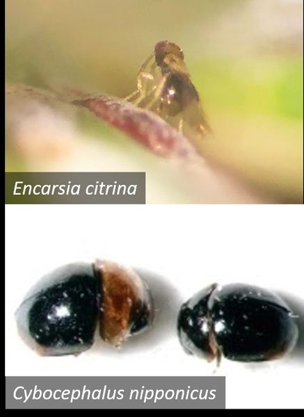 Two images showing natural enemies of elongate hemlock scale, the parasitoid wasp, Encarsia citrina, (top) and the small black beetle, Cybocephalus nipponicus (bottom).