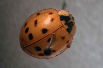 An Asian Lady beetle up close.