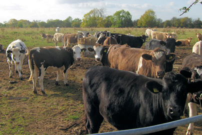 Feeder Cattle ready for sale