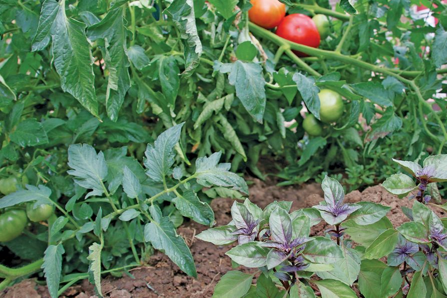 Companion planting with tomatoes, etc.