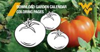 Download Garden Calendar Coloring Pages. Uncolored tomatoes and a stylized tomato.