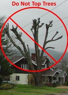 A large, mature tree in a residential area that has been topped. Text over the background image reads "Do Not Top Trees" with a red prohibition symbol.