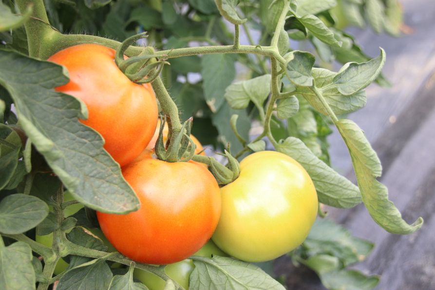 Mature tomato plant with two ripe red tomatoes and one green tomato on the vine