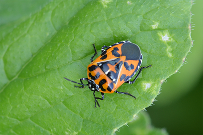 harlequin beetle
