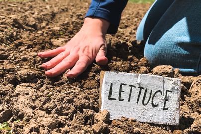 hand in soil starting a garden of lettuce