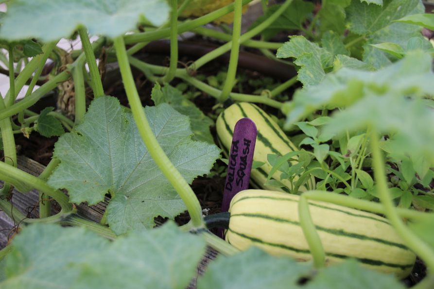 Two yellow and green striped squash in a leafy, garden setting