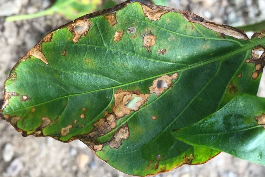 Tattered appearance on the affected pepper plant leaves due to bacterial leaf spot.