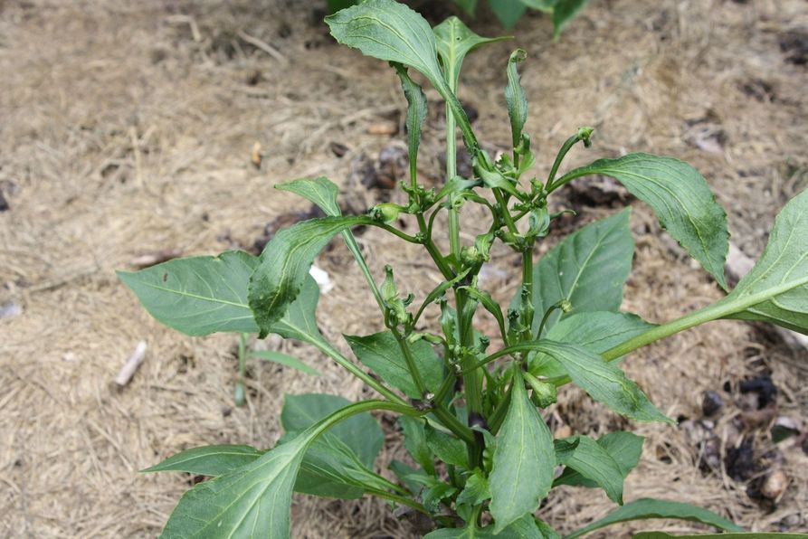 Pepper plant herbicide injury: symptoms of exposed growth regulator include wilting foliage.