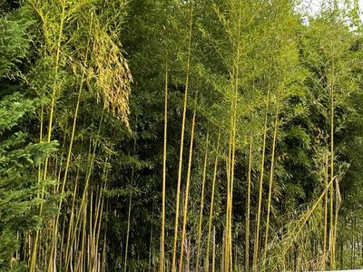 Invasive patch of bamboo. 