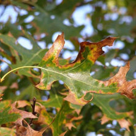 A red oak shows browning at the end of leaves, a symptom of oak wilt.