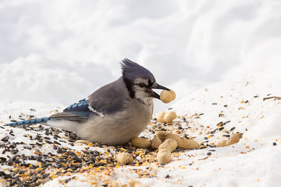 bluejay eating peanuts on the snow