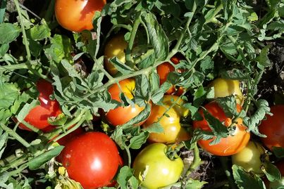 Newly released tomato variety. (Photo credit: MM Rahman)