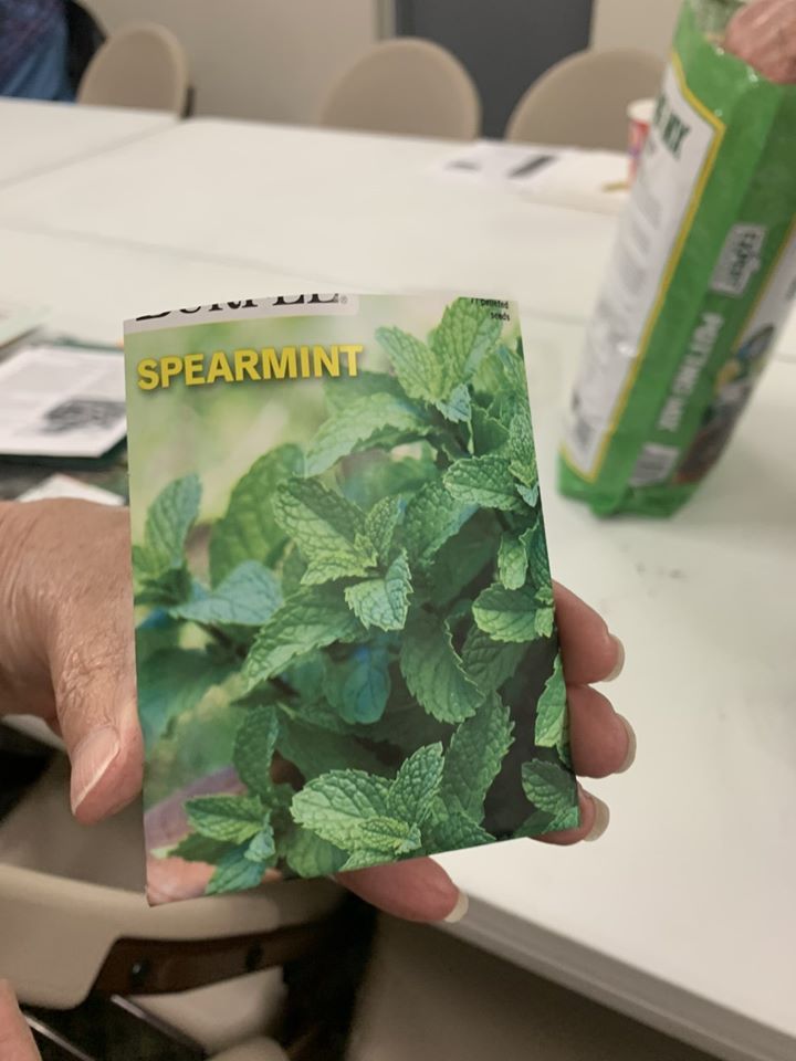 Spearmint seed