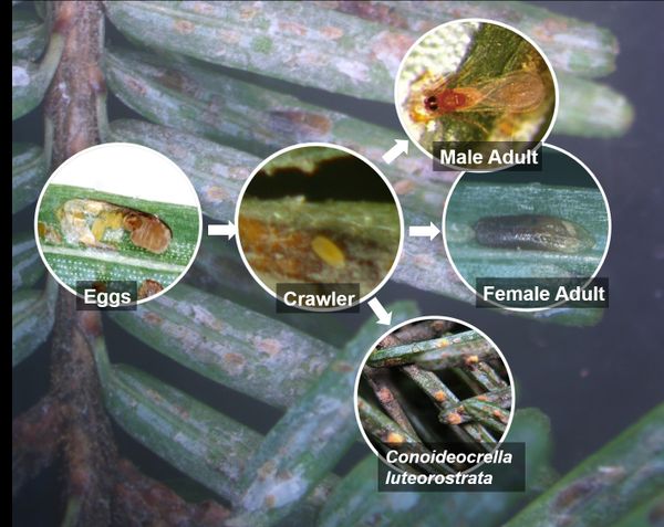 Background image showing  elongate hemlock scale on Fraser fir. Inset images show life stages of elongate hemlock scale: eggs, crawler, then either adult male, adult female, or Conoideocrella luteorostrella fungus.