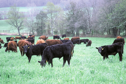 various black and brown cattle in pasture