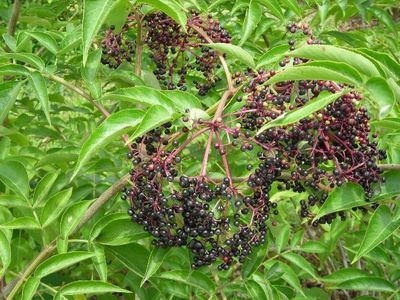 Ripe elderberry fruit.