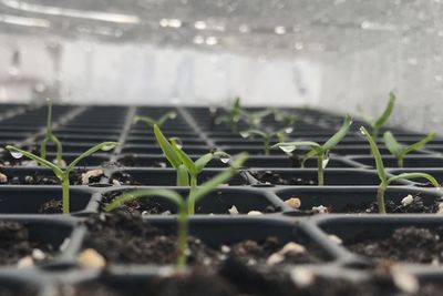 Seed sprouts in a cell tray.