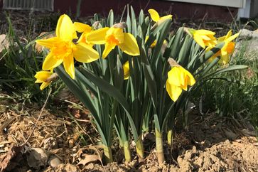Yellow daffodils growing in flower bed.