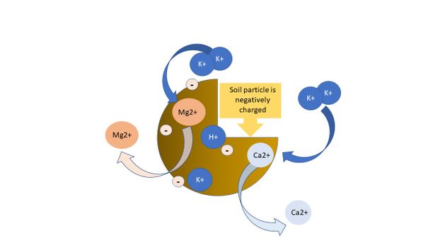 Graphic representations of cation exchange on soil particles