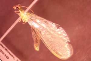 Lacewing example.
