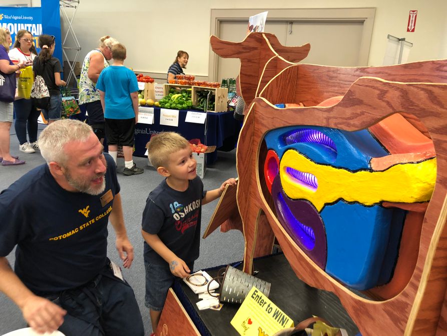 Young boy feeds vacuum cow diorama with help of WVU rep in the WVU Building at the State Fair
