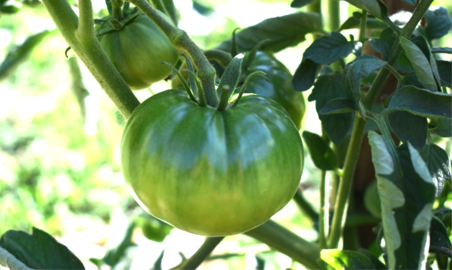 Tomato ripening on a vine