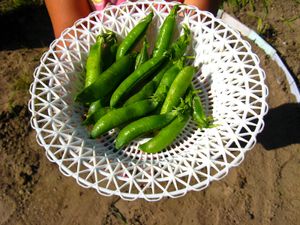 Cooked pea pods in bowl.