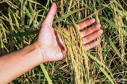 pasture grass in male hand close up