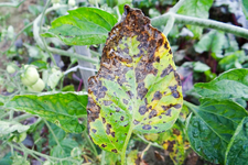 early blight of tomatoes