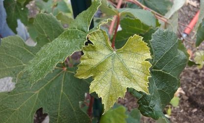 Iron deficiency in grape