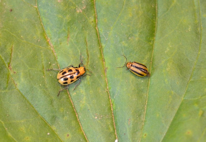 Adult spotted and striped cucumber beetles on a leaf.