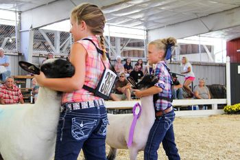 State Fair 4-H Livestock Competition - young firls showing their sheep