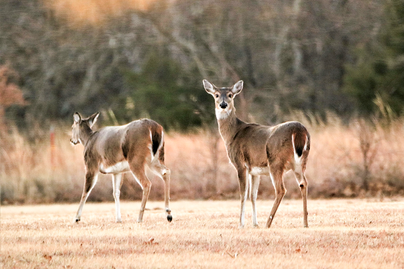 two female white-tailed deer, one runs away