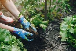 Hands with gloves working in the soil