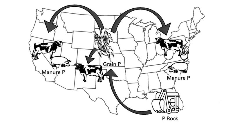 Map showing current nutrient cycle for phosphorus (P) in United States.