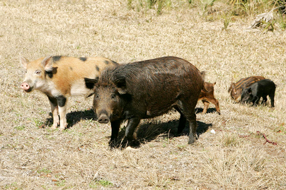 male and femal feral swine with young in a late winter grassy area