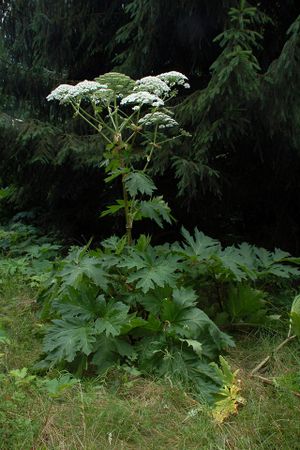 Giant Hogweed by Fritz Geller Grimm (https://commons.wikimedia.org/wiki/File:Herkulesstaude_fg01.jpg), „Herkulesstaude fg01“, https://creativecommons.org/licenses/by-sa/3.0/legalcode