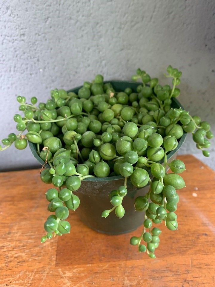 String of pearls succulent plant.