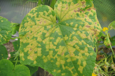 Cucurbit downy mildew on a leaf.