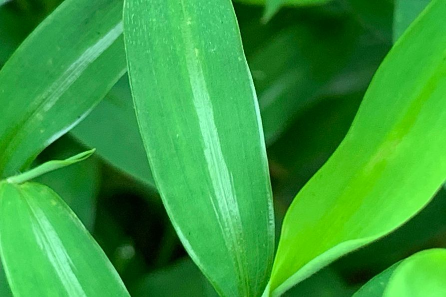 Mature Japanese stiltgrass up close.