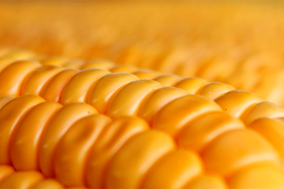 A closeup view of sweet corn kernels.